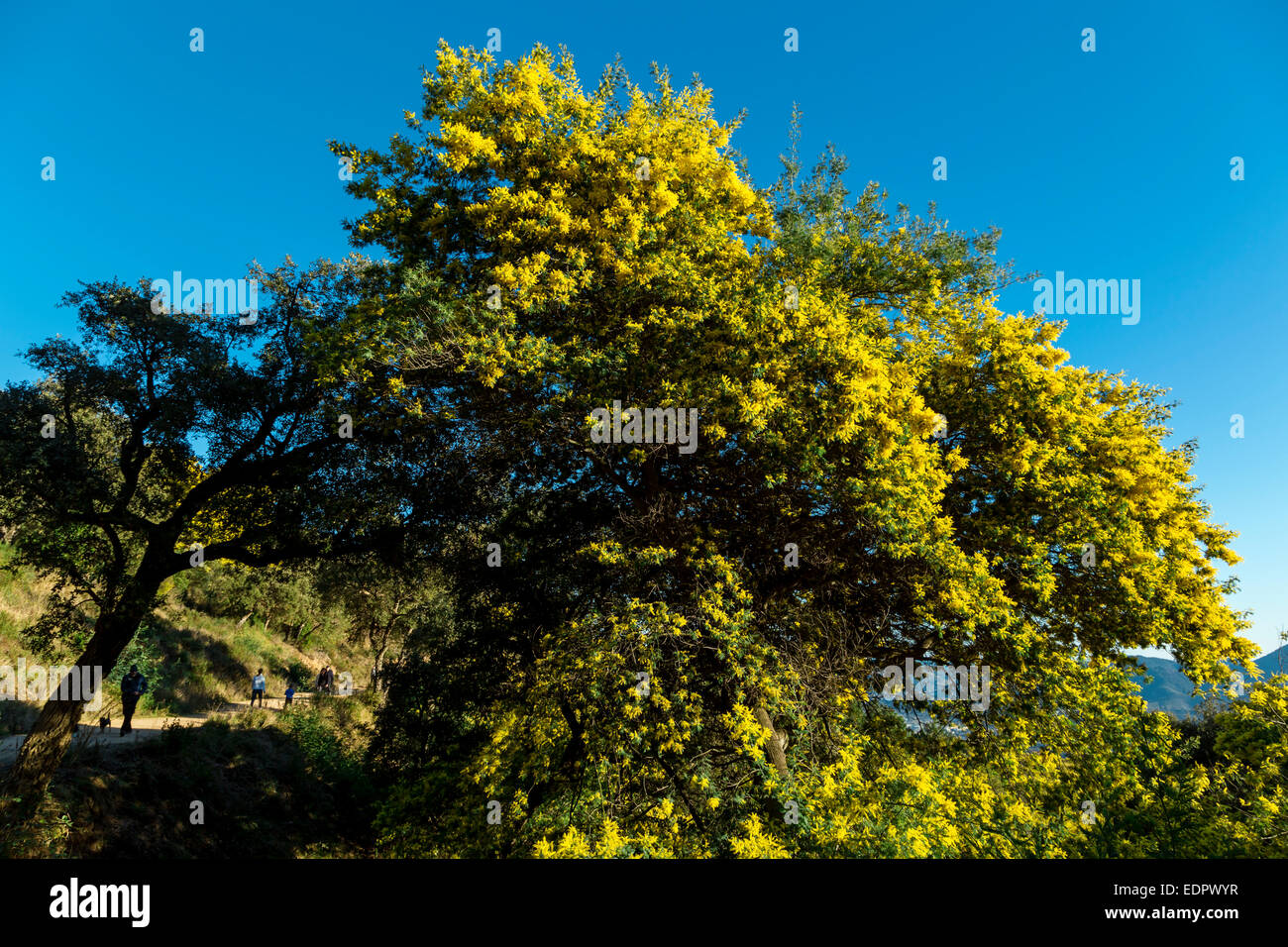 The Mimosa Forest, Massif Of Tanneron, Var,French Riviera, France Stock