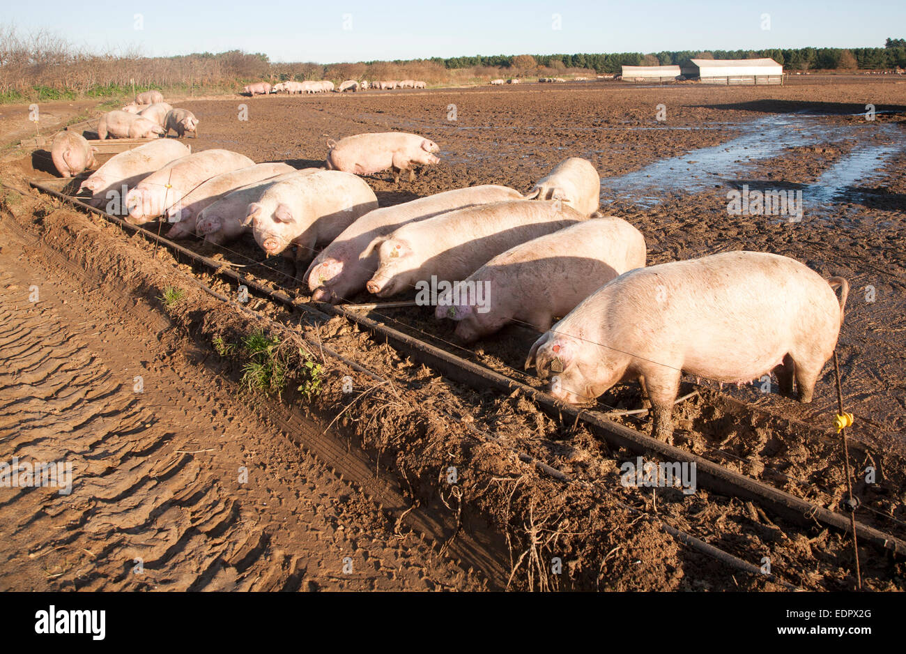 Real Farm Pigs