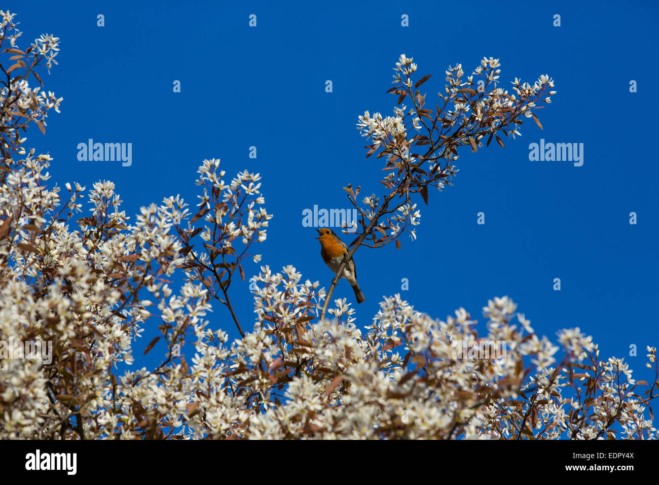 Robin sings in the spring blossom tree Stock Photo - Alamy