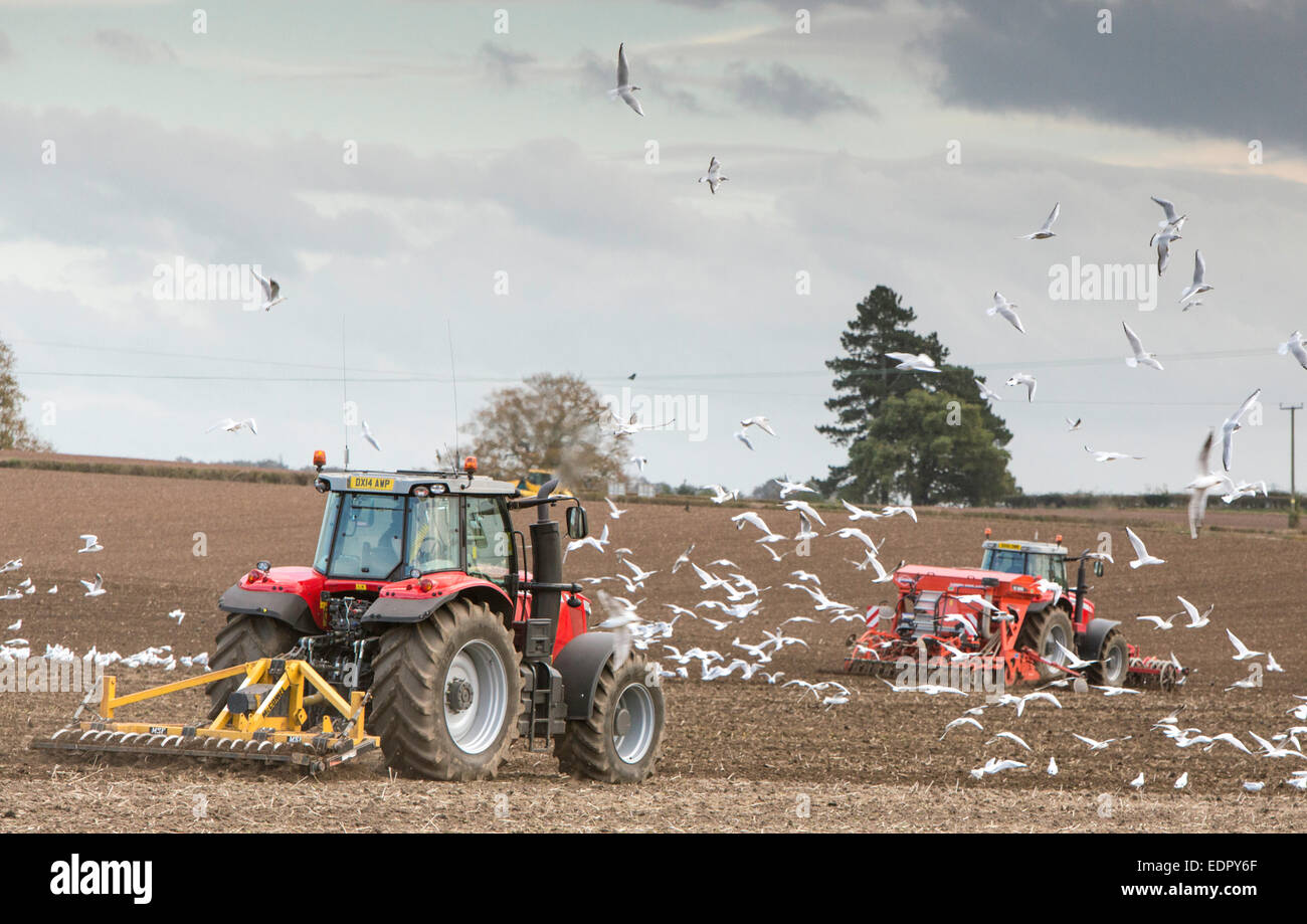 Tractors tilling and sowing seed a field while gulls feed on disturbed ground, England, UK Stock Photo