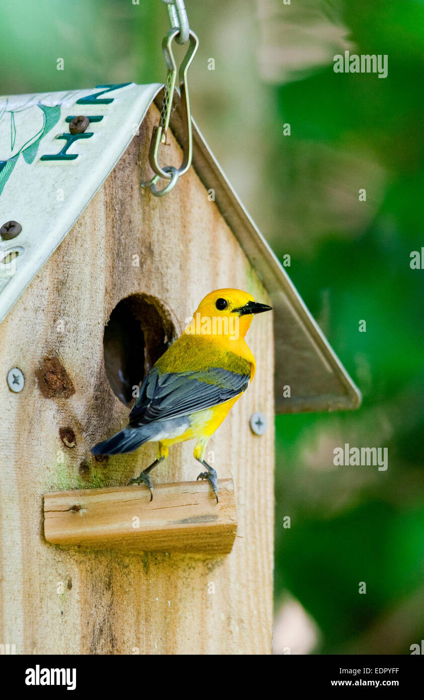 “Prothonotary Warbler” Stock Photo