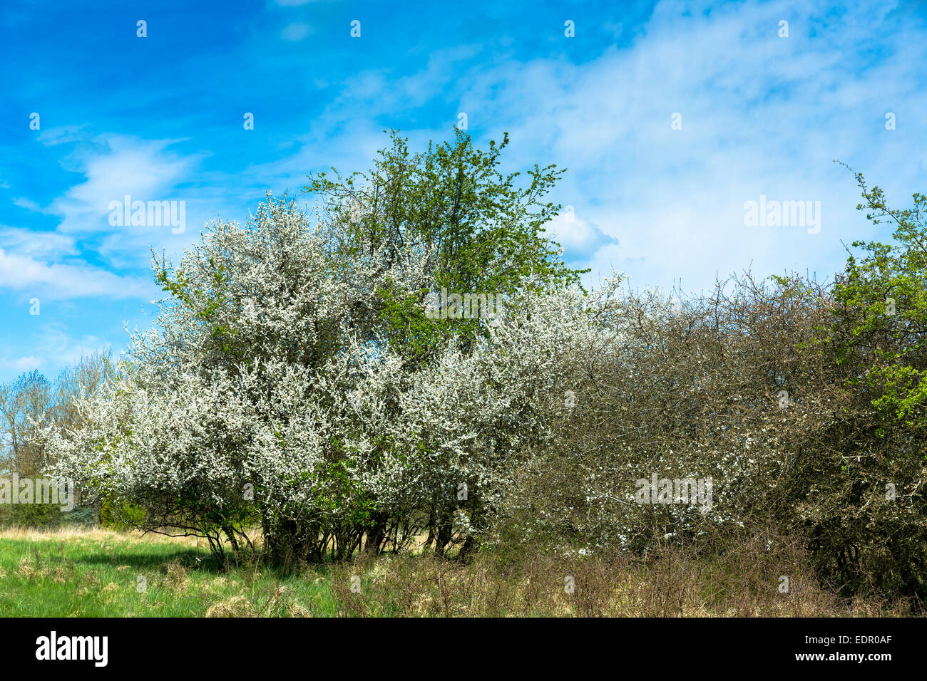 Common Hawthorn tree, Crataegus monogyna, also Whitethorn, Maythorn and Quickthorn, with springtime blossom Stock Photo