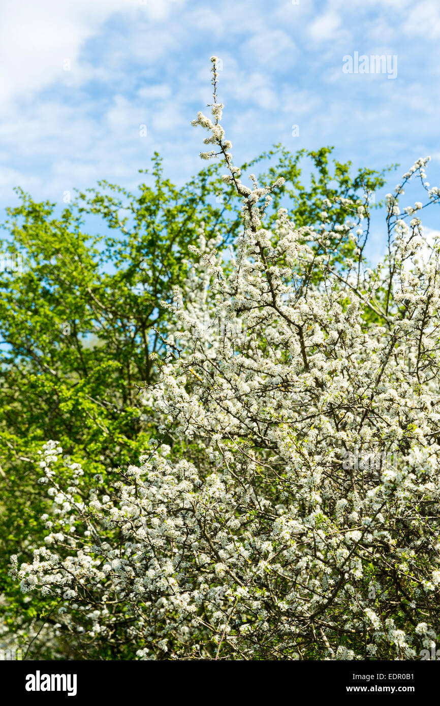 Common Hawthorn tree, Crataegus monogyna, also Whitethorn, Maythorn and Quickthorn, with springtime blossom Stock Photo
