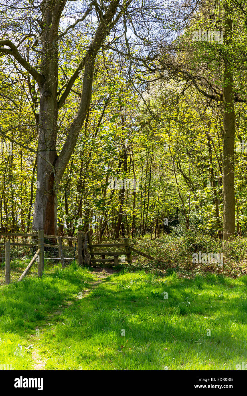 Traditional wooden style on country walk at Foxholes within Bruern Wood in The Cotswolds, Oxfordshire, UK Stock Photo
