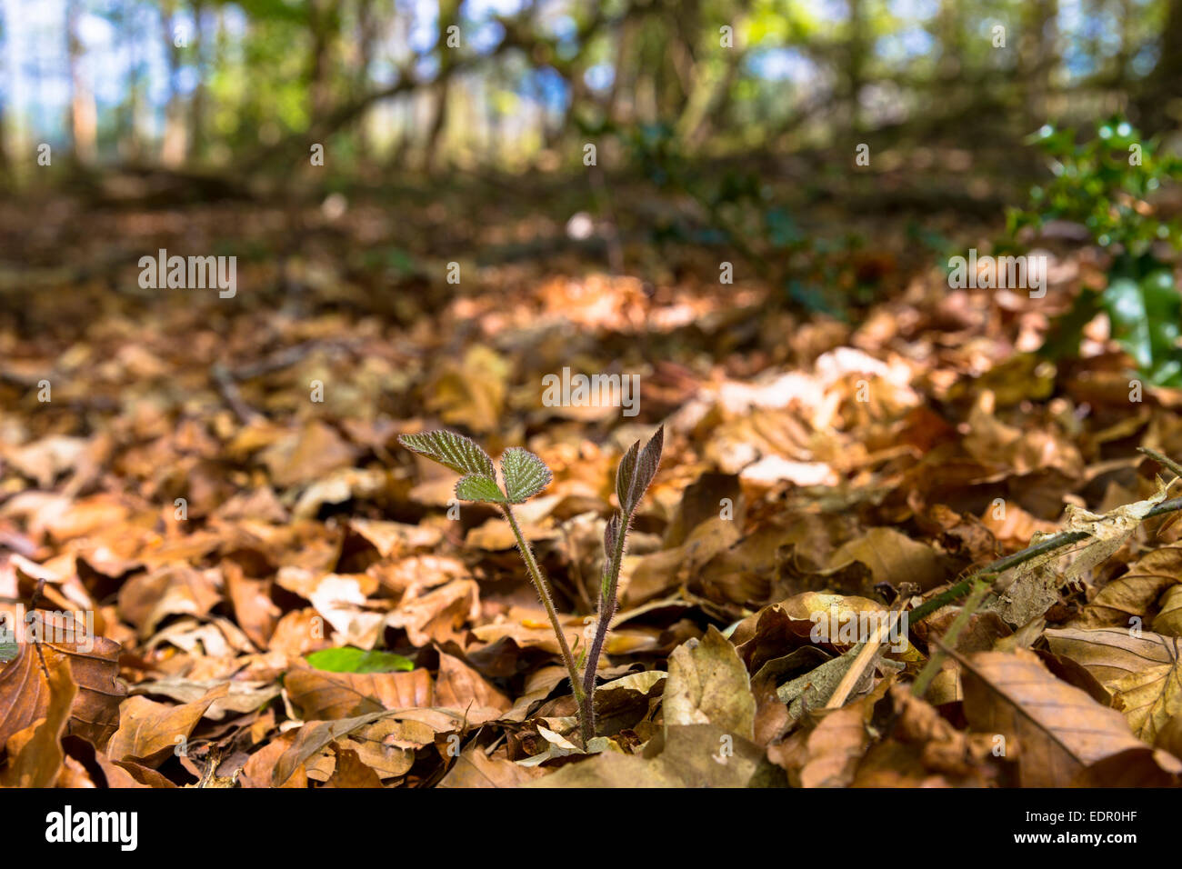 Sapling of Blackberry Bramble, Rubus fruticosus in woodland Stock Photo