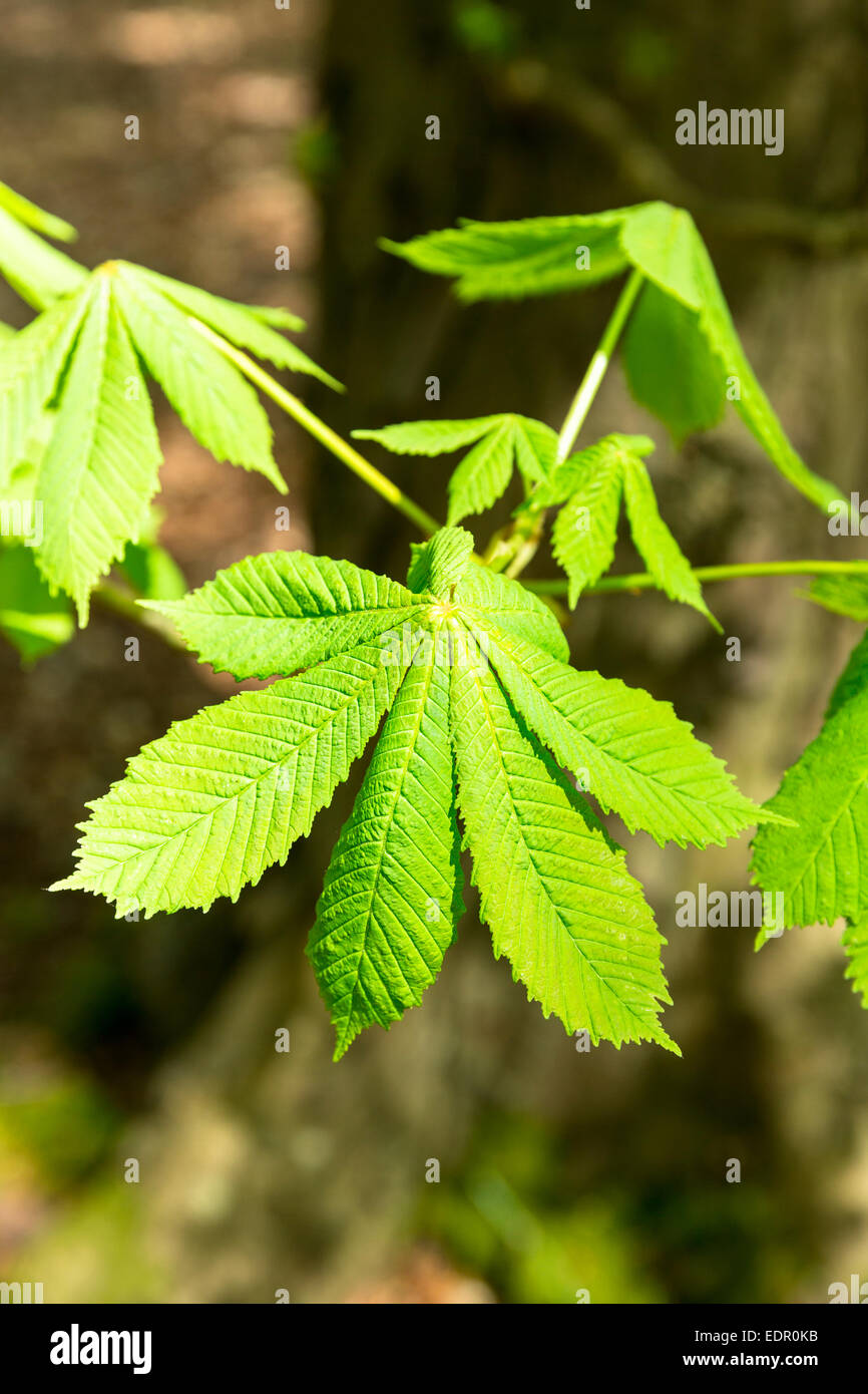 Horse Chestnut Leaf Horse Chestnut Stock Photos & Horse Chestnut Leaf ...