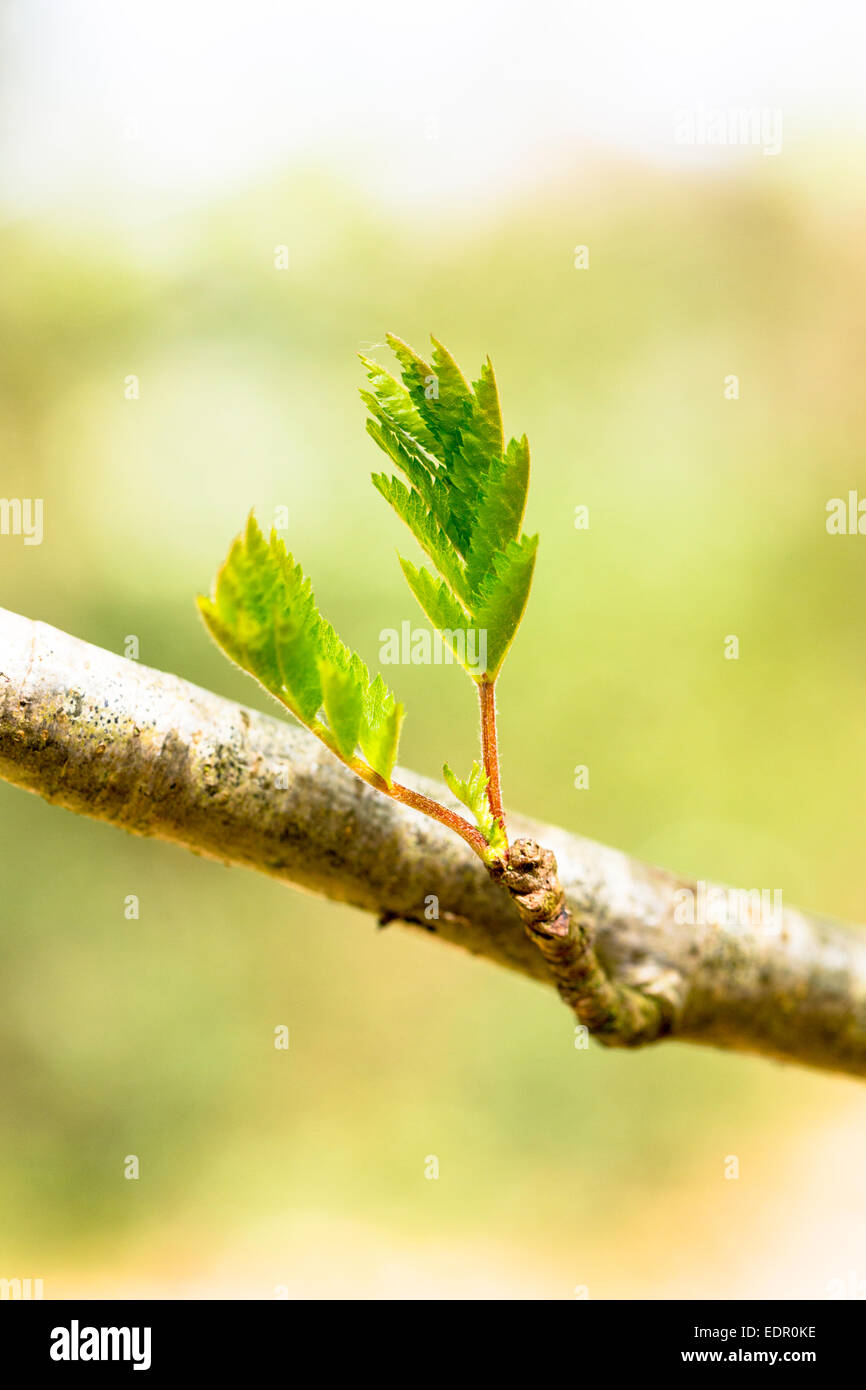 Leaves emerging from tree buds on branch of Rowan tree, Sorbus aucuparia, or Mountain Ash as Spring turns to Summer in UK Stock Photo