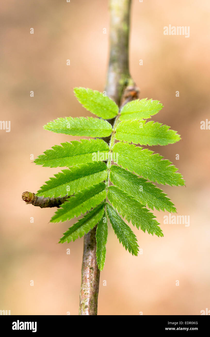 Leaves emerging from tree buds on branch of Rowan tree, Sorbus aucuparia, or Mountain Ash as Spring turns to Summer in UK Stock Photo