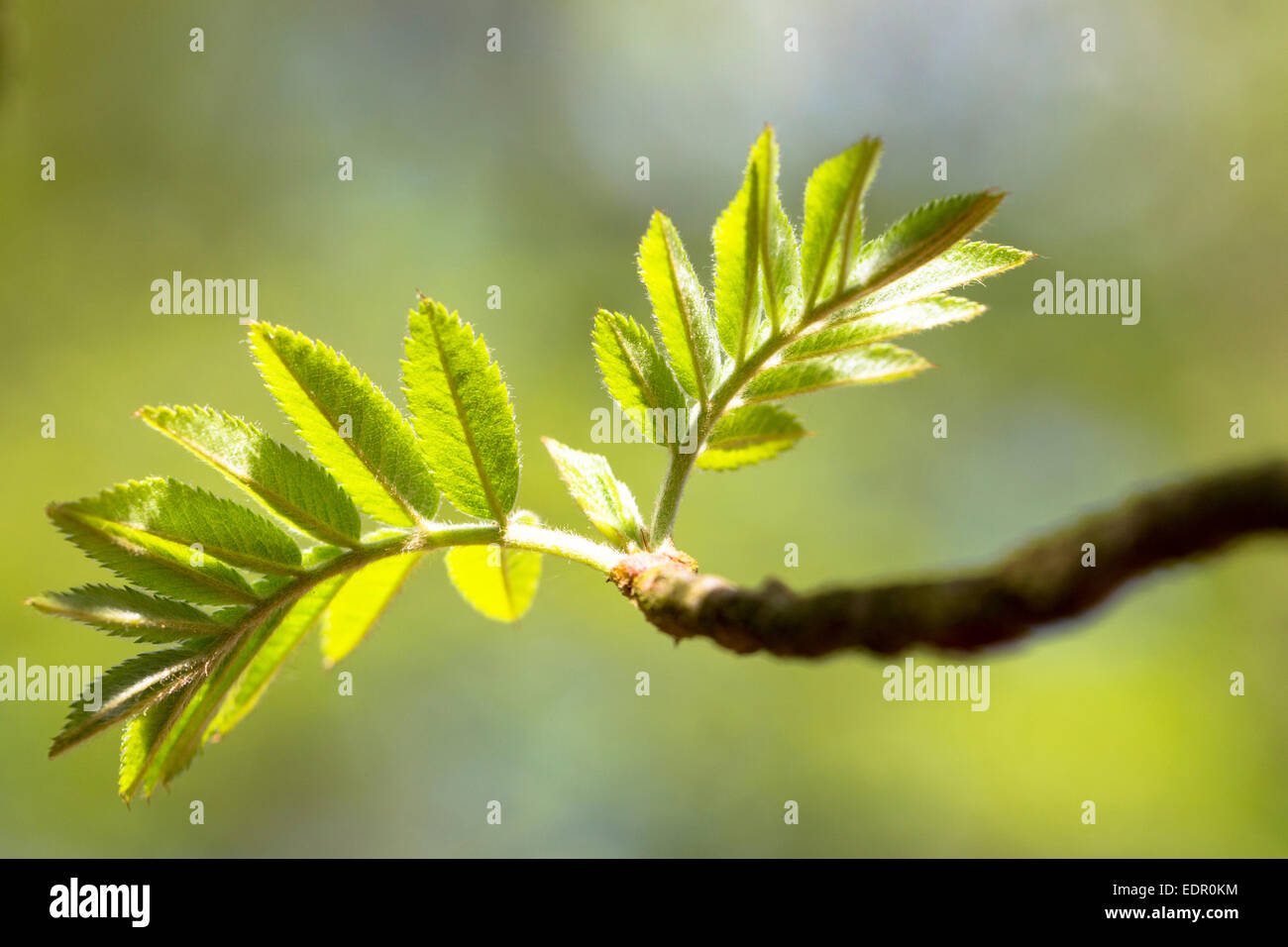 Leaves emerging from tree buds on branch of Rowan tree, Sorbus aucuparia, or Mountain Ash as Spring turns to Summer in UK Stock Photo