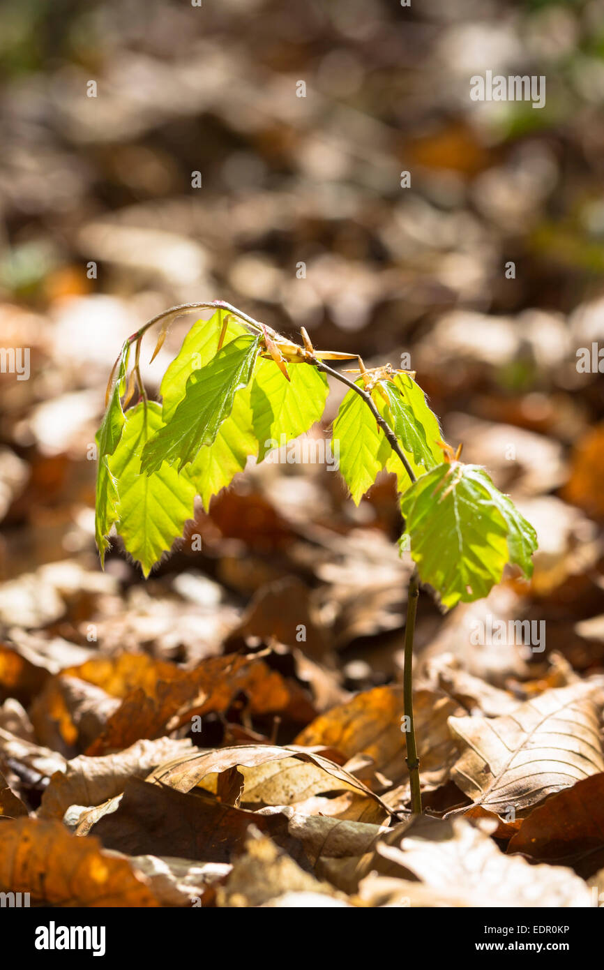 Sapling of Beech tree, Fagus sylvatica, the European beech or common