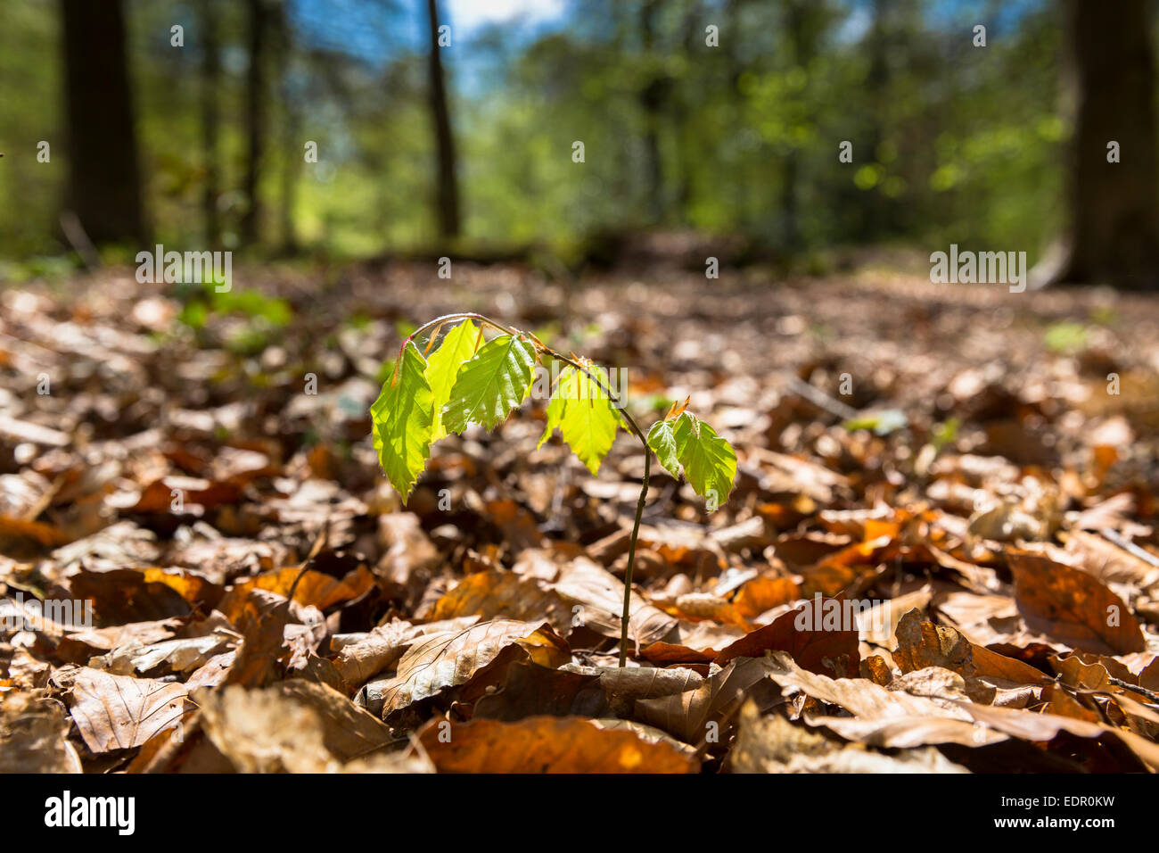 Sapling of Beech tree, Fagus sylvatica, the European beech or common