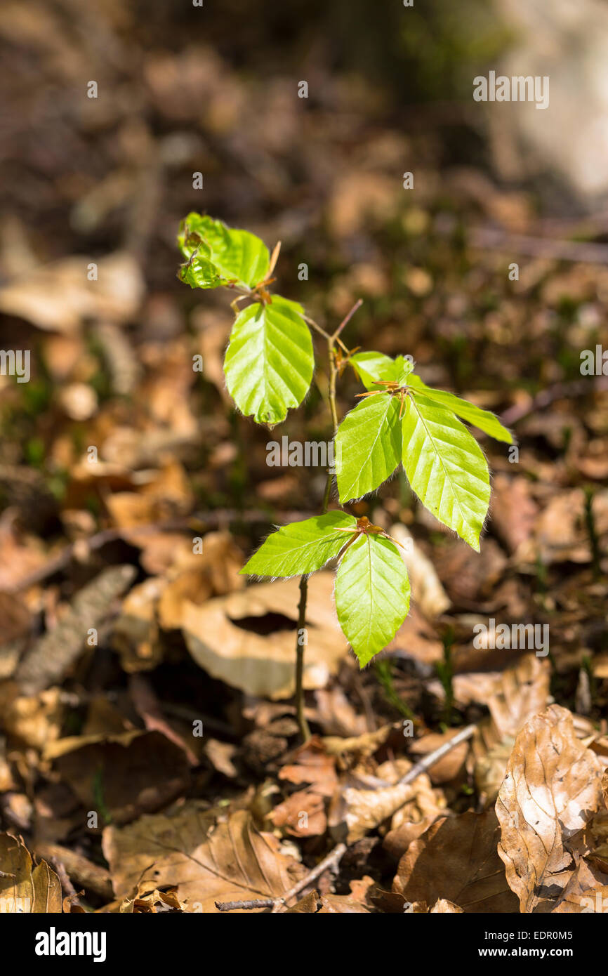 Beech tree sapling hires stock photography and images Alamy