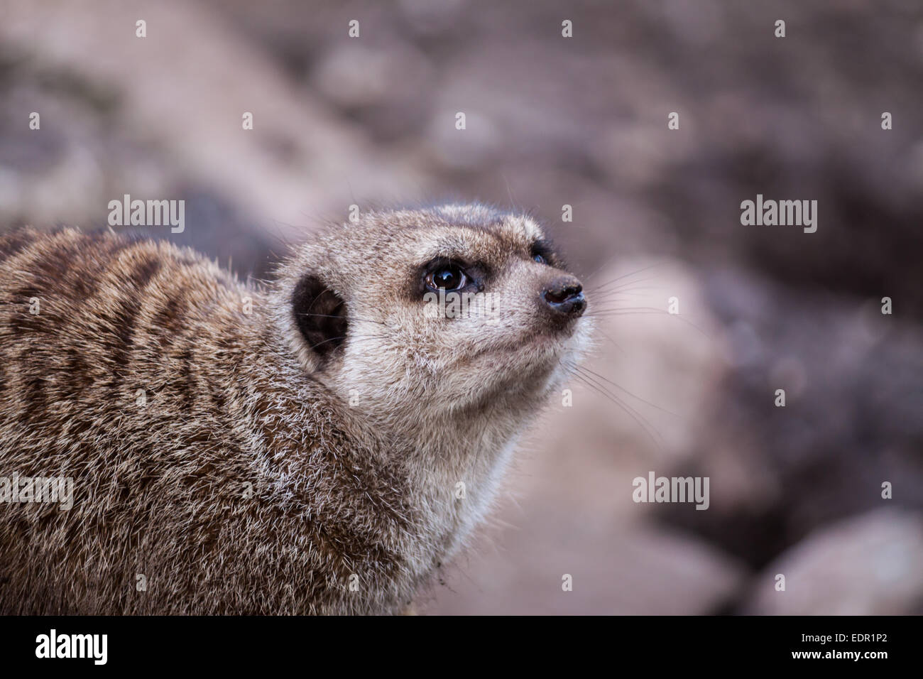 Closeup of a meerkat in a zoo Stock Photo