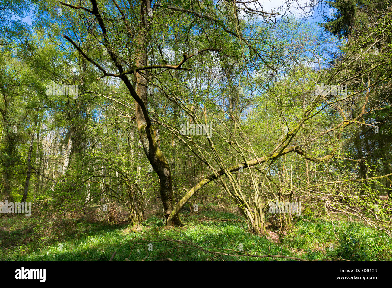 Woodland scene of beech trees and silver birch at Bruern Wood in The Cotswolds, Oxfordshire, UK
