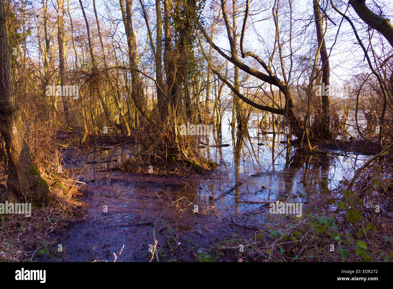 swampland around a lake in UK Stock Photo