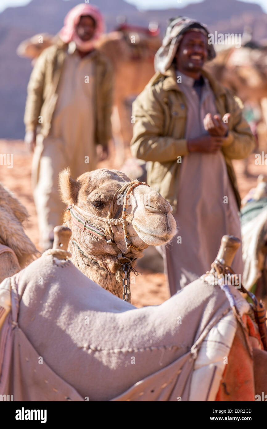 Camels photographed in Wadi Rum, Jordan Stock Photo - Alamy
