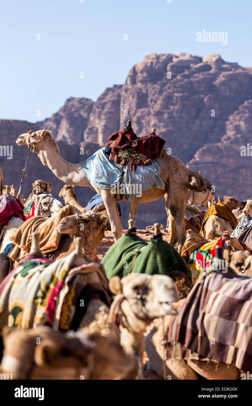 Camels photographed in Wadi Rum, Jordan Stock Photo - Alamy