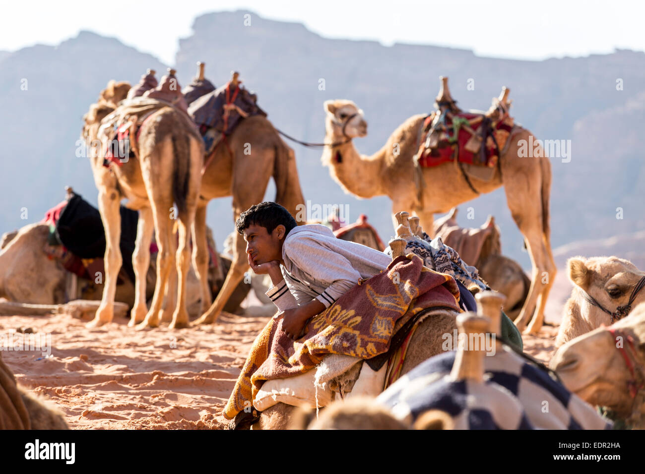 Camels photographed in Wadi Rum, Jordan Stock Photo - Alamy