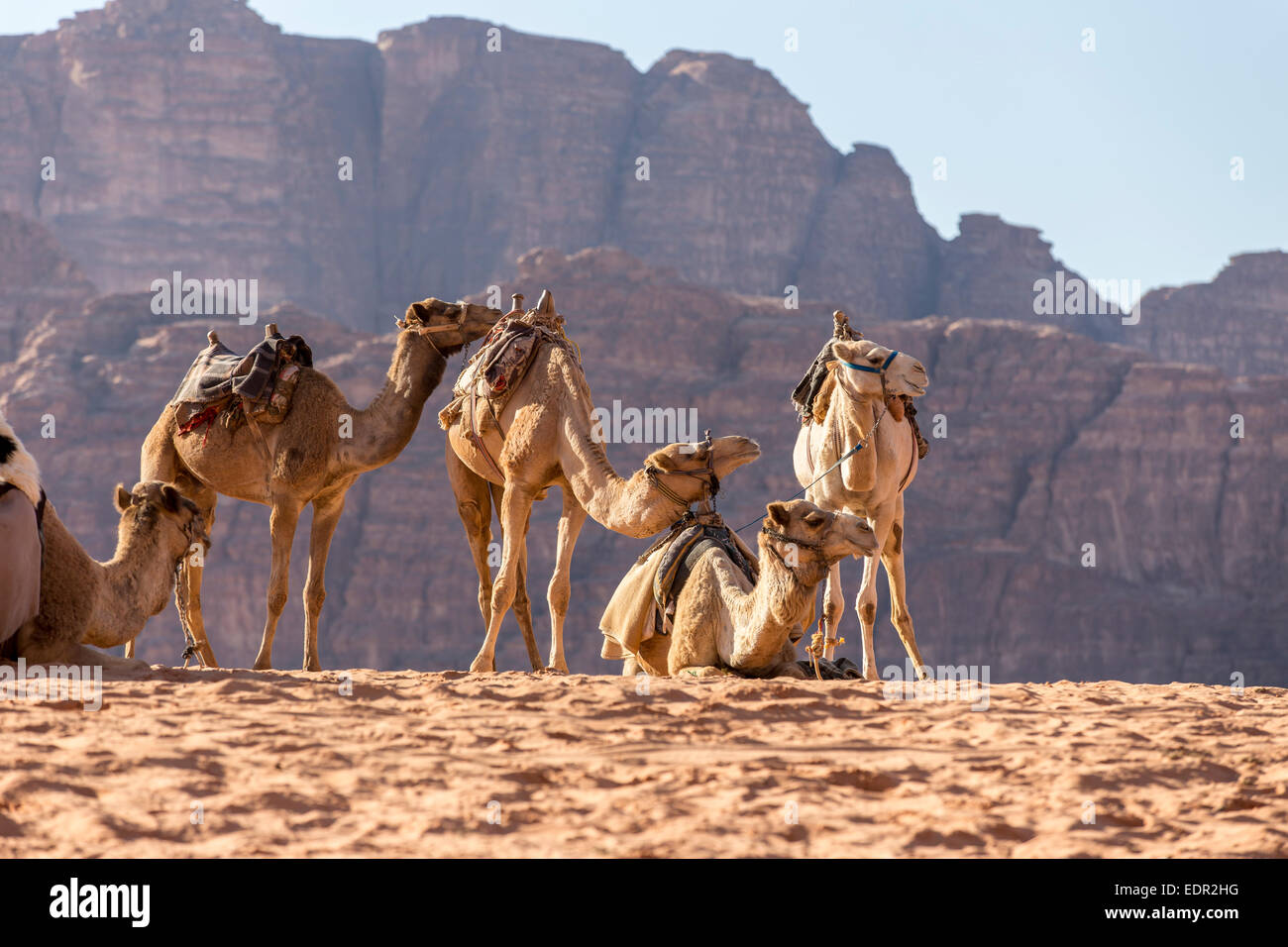 Camels photographed in Wadi Rum, Jordan Stock Photo - Alamy