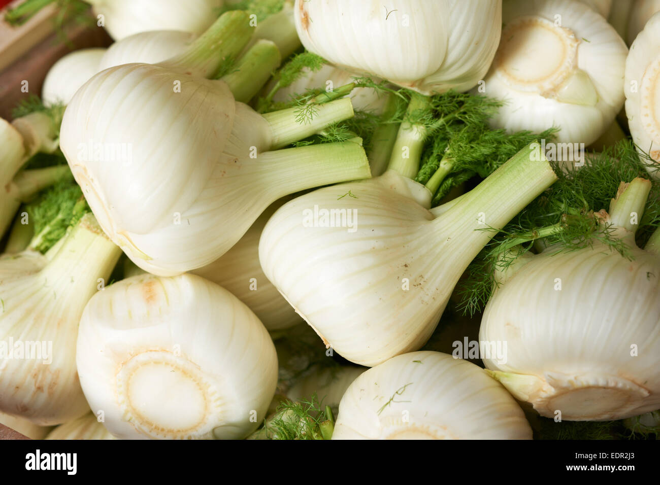 Anise fennel hires stock photography and images Alamy