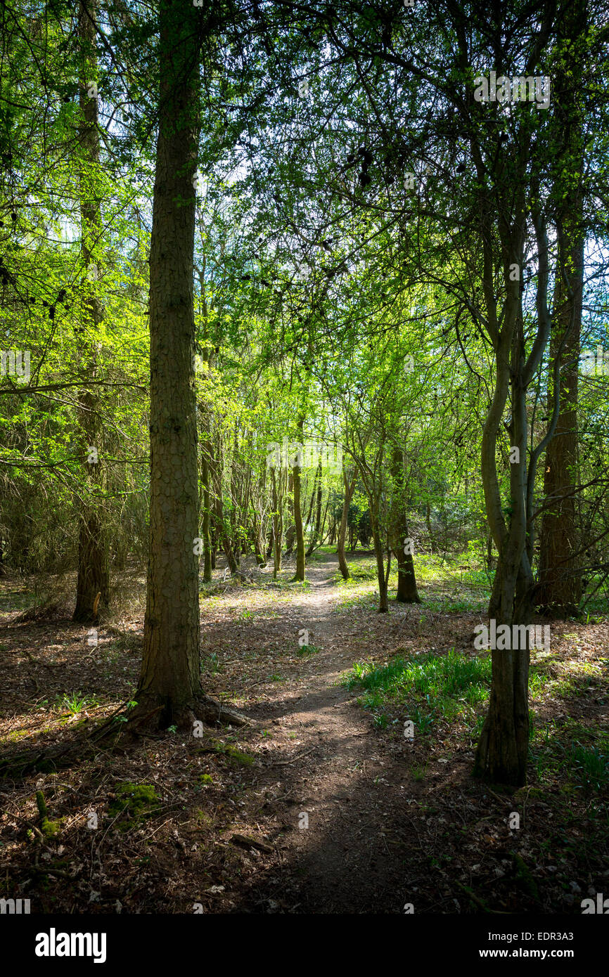 Nature trail in woodland scene of silver birch trees, Betula pendula at Bruern Wood in The Cotswolds, Oxfordshire, UK Stock Photo