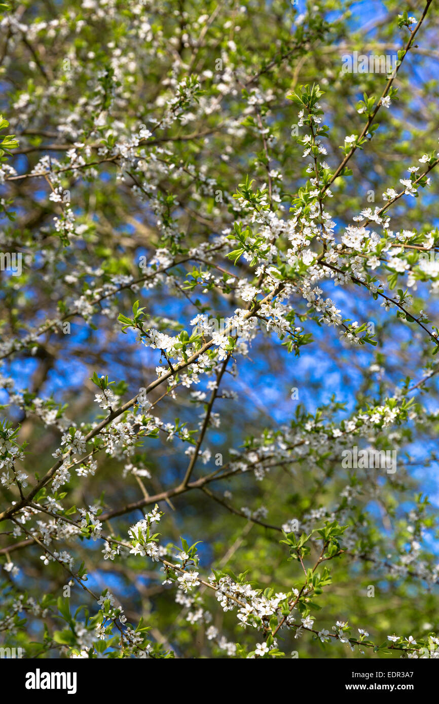 Common Hawthorn blossom, Crataegus monogyna, on tree branch as Spring turns to Summer, United Kingdom Stock Photo