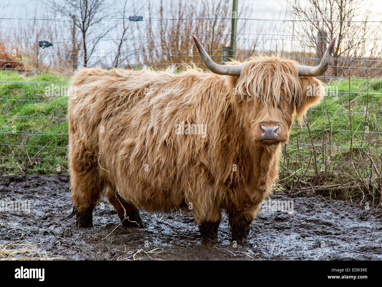 Highland Cattle Sutherland Scotland UK Stock Photo
