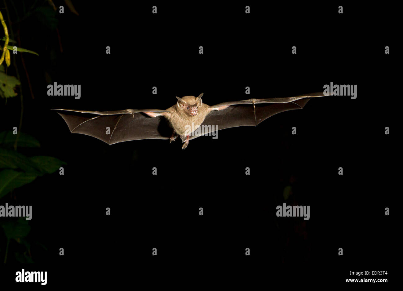 Seba’s short-tailed fruit bat (Carollia perspicillata) flying at night, Tortuguero, Costa Rica. Stock Photo