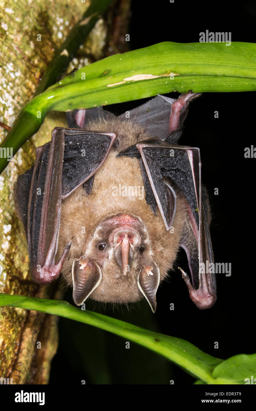 Tent-making bat (Uroderma bilobatum) hanging in a tree, Puerto Viejo, Limon, Costa Rica Stock Photo