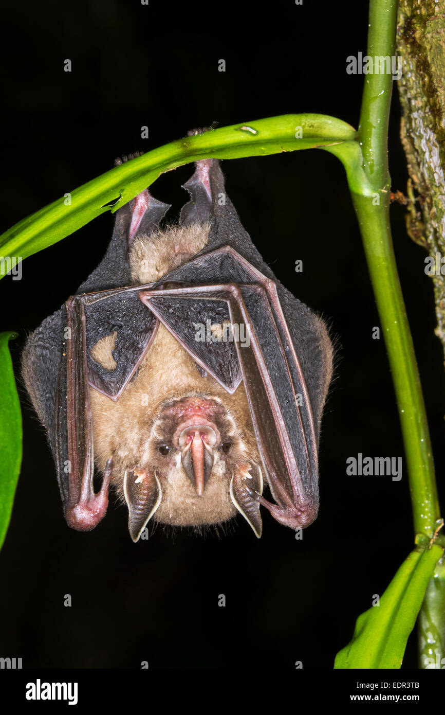 Tent-making bat (Uroderma bilobatum) hanging in a tree, Puerto Viejo, Limon, Costa Rica Stock Photo