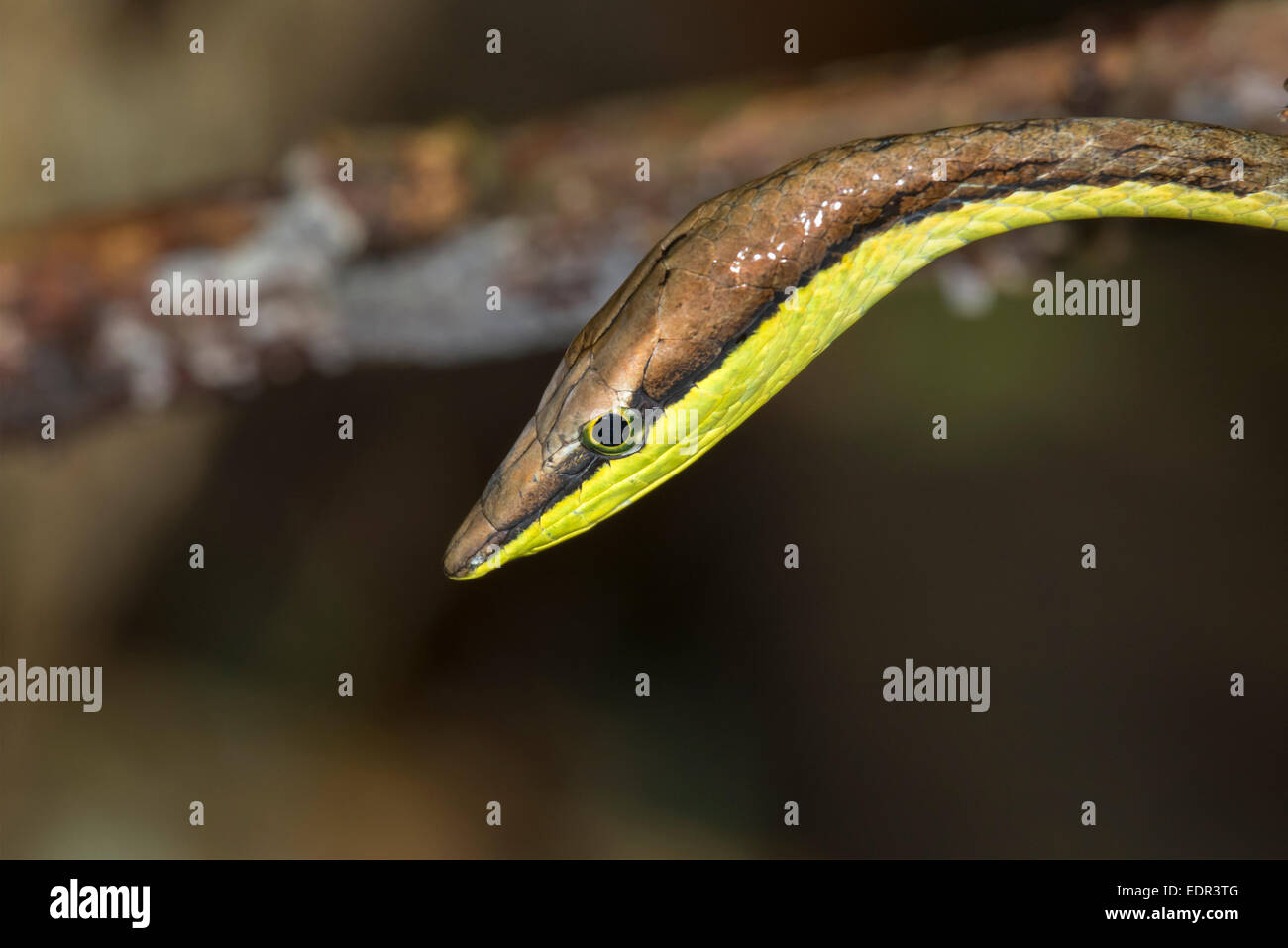 Mexican vine snake (Oxybelis aeneus) portrait, Cahuita national park, Limon, Costa Rica. Stock Photo