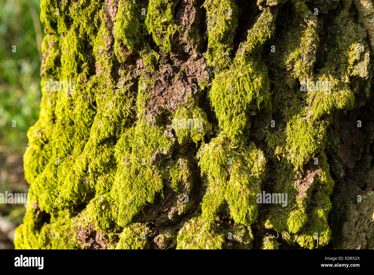 Tree moss Brachythecium rutabulum of the group Bryophyta on ancient tree in spring / summer at Bruern Wood in UK Stock Photo