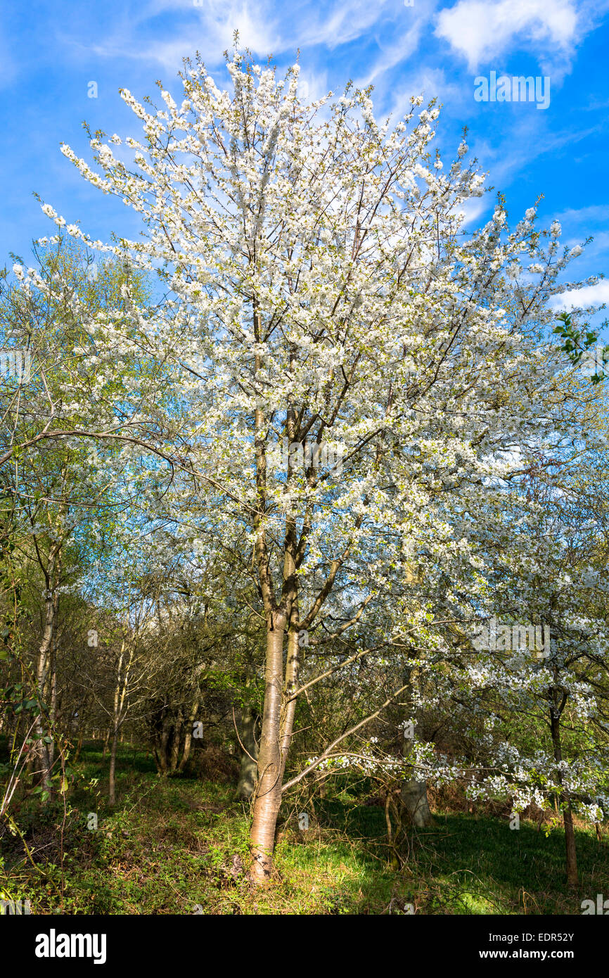 Wild Cherry Tree, Prunus avium, as Spring turns to Summer, United Kingdom Stock Photo