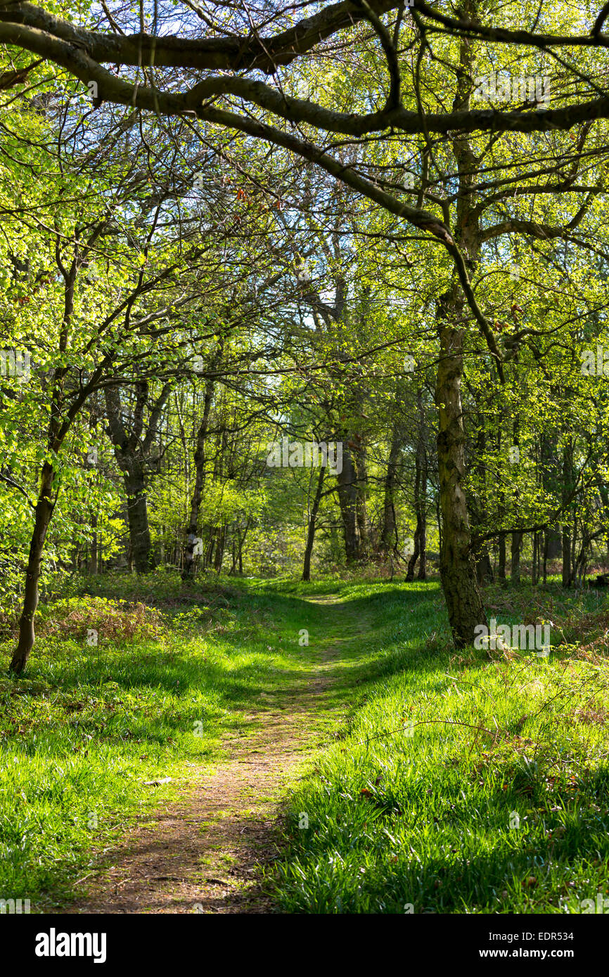 Country walk on nature trail within Bruern Wood in The Cotswolds, Oxfordshire, UK Stock Photo