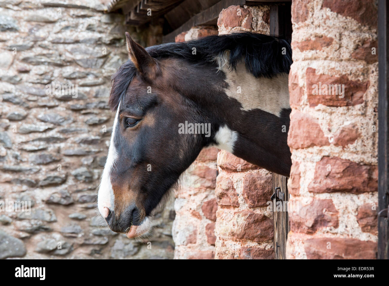 Skewbald paint horse in stable in England Stock Photo