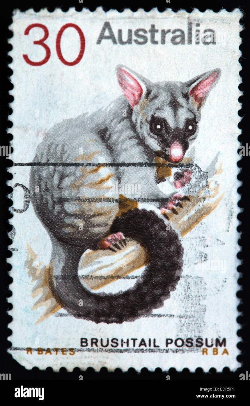 Used and postmarked Australia / Austrailian Stamp 30c Brushtail Possum RBA R Bates Stock Photo