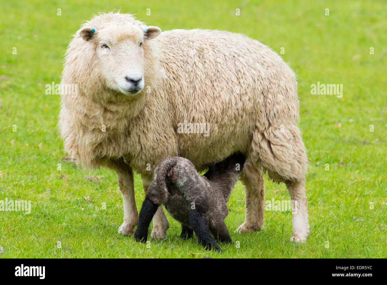 Sheep ewe with black lamb suckling in Exmoor National Park, Somerset, United Kingdom Stock Photo