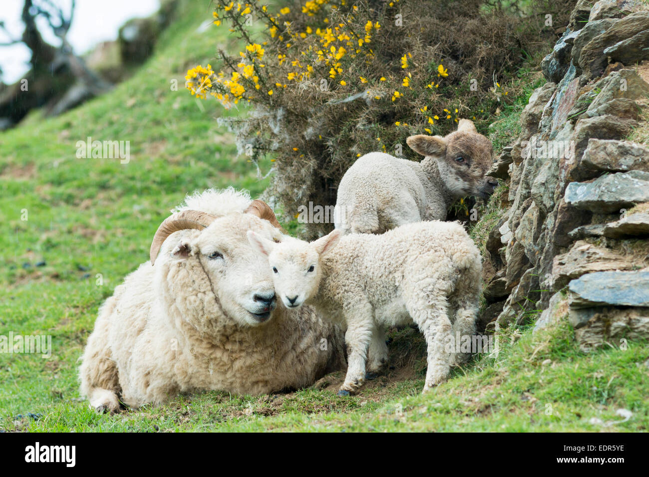 Sheep ewe and lambs shelter by drystone wall and gorse bush in Exmoor National Park, Somerset, United Kingdom Stock Photo