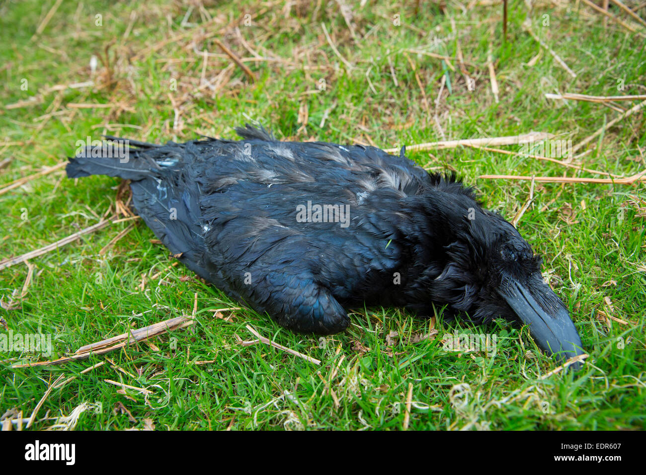 Lifeless dead Raven large bird, Corvus corax, in the United Kingdom Stock Photo