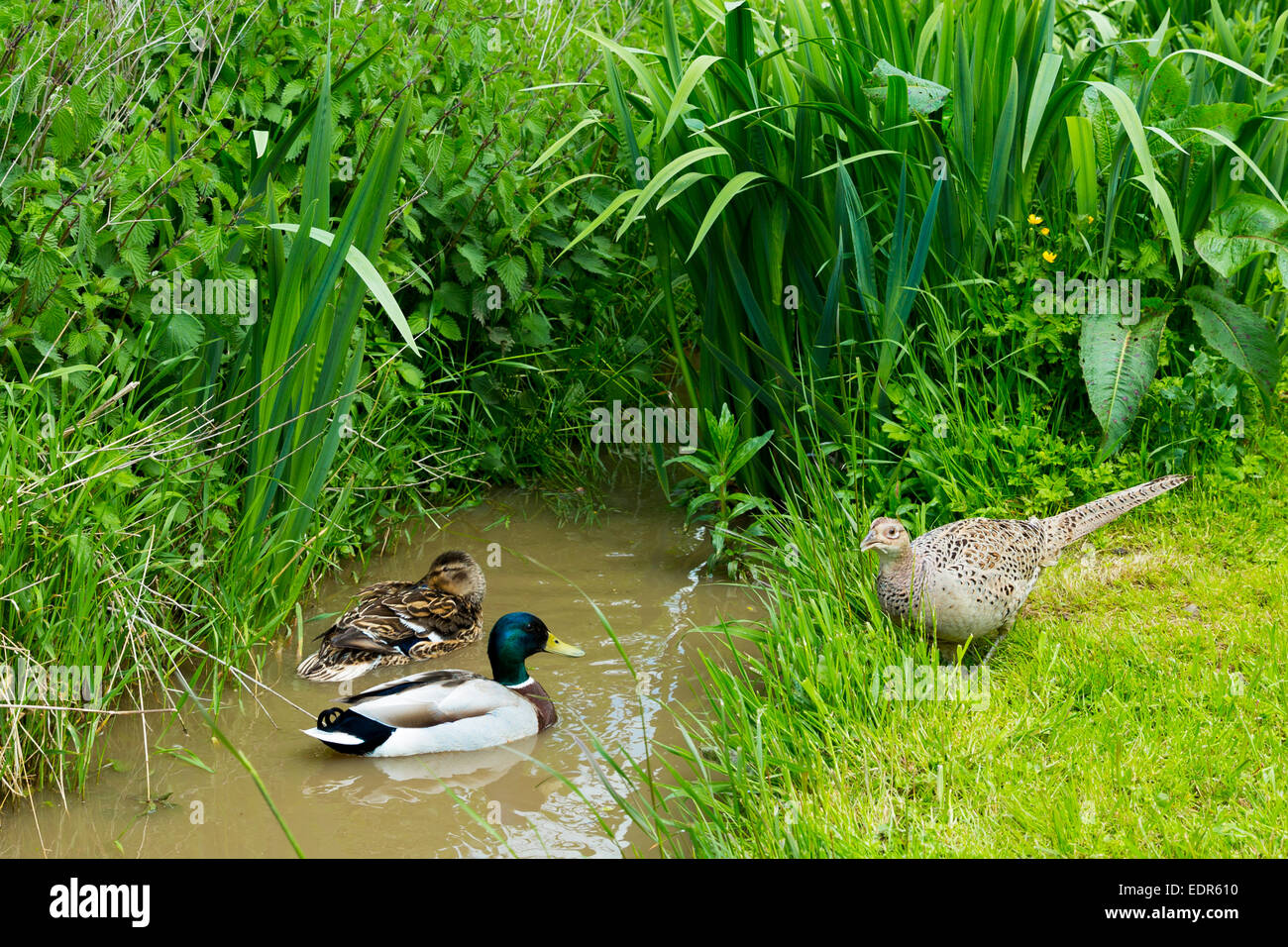 Mallard female duck and male drake pair on stream watched by female hen pheasant in The Cotswolds, UK Stock Photo