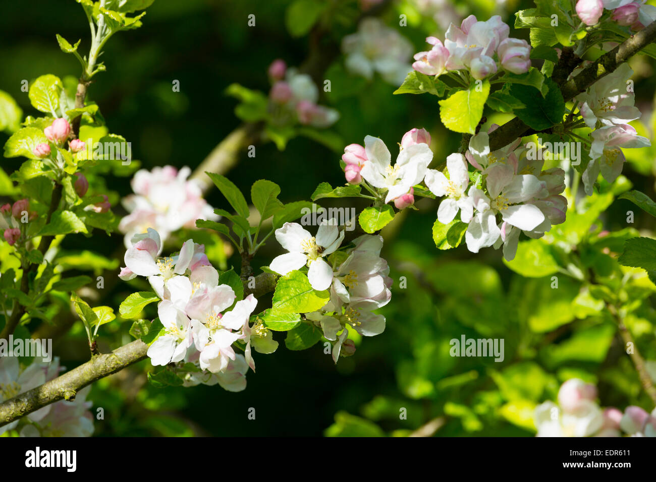 Blossom on bramley apple tree hi-res stock photography and images - Alamy