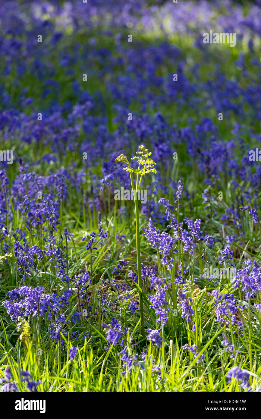 Bluebells flowering in bluebell wood in The Cotswolds, UK Stock Photo