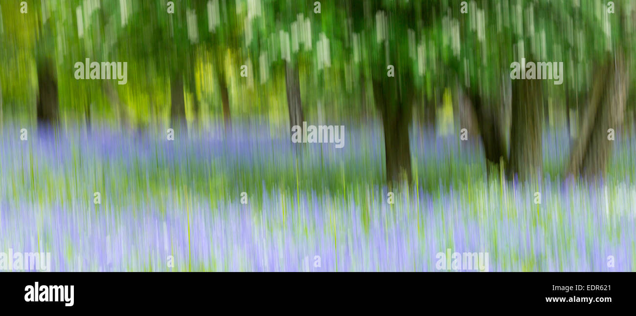 Bluebells flowering in bluebell wood in The Cotswolds, UK Stock Photo