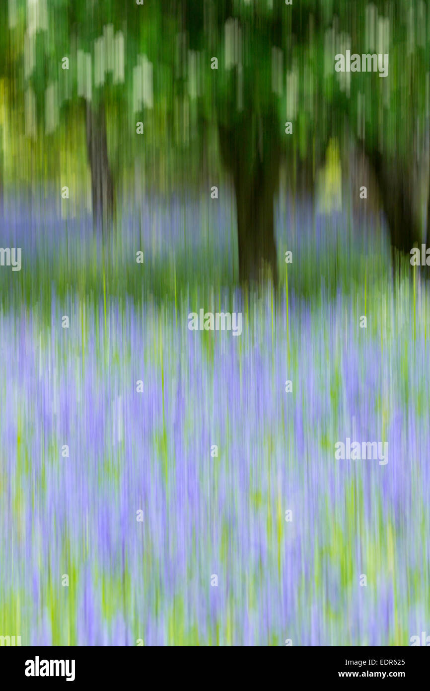 Bluebells flowering in bluebell wood in The Cotswolds, UK Stock Photo