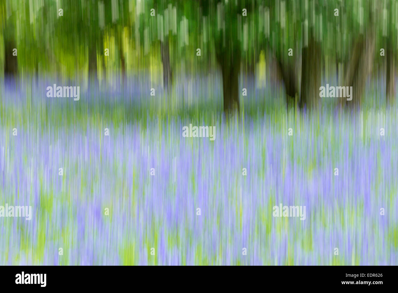 Bluebells flowering in bluebell wood in The Cotswolds, UK Stock Photo