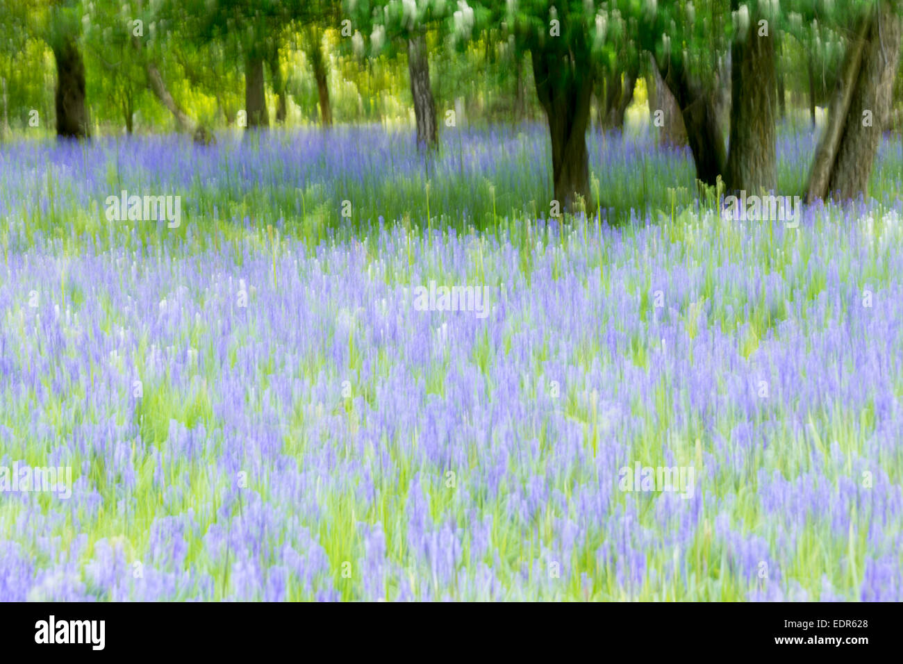Bluebells flowering in bluebell wood in The Cotswolds, UK Stock Photo