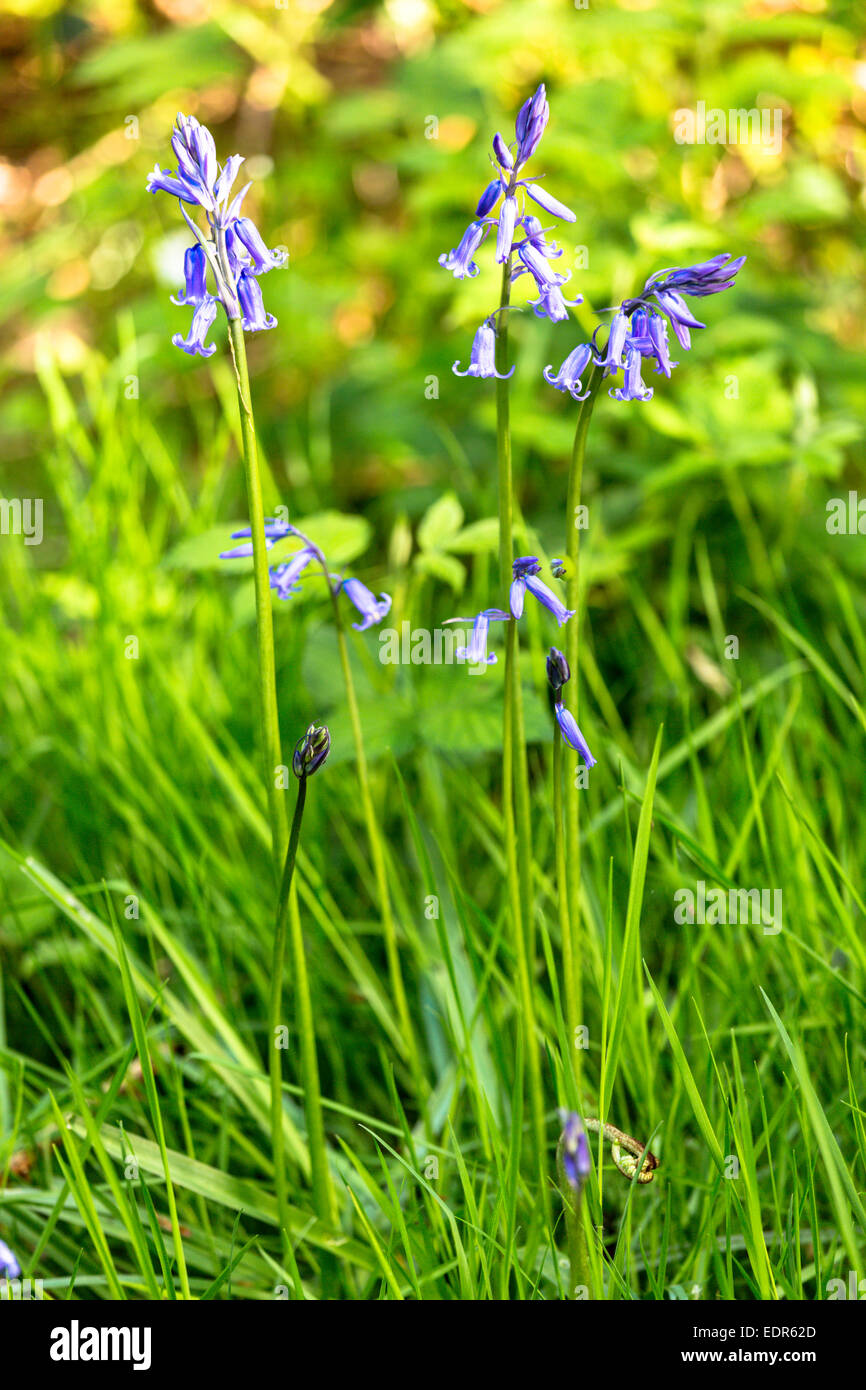 Bluebells flowering in bluebell wood in The Cotswolds, UK Stock Photo