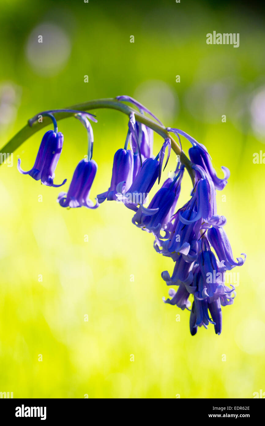 Bluebells flowering in bluebell wood in The Cotswolds, UK Stock Photo