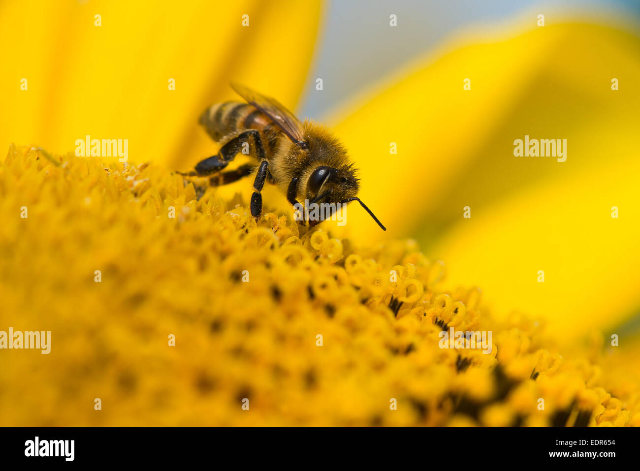 Macro image of a honey bee on a sunflower. Stock Photo