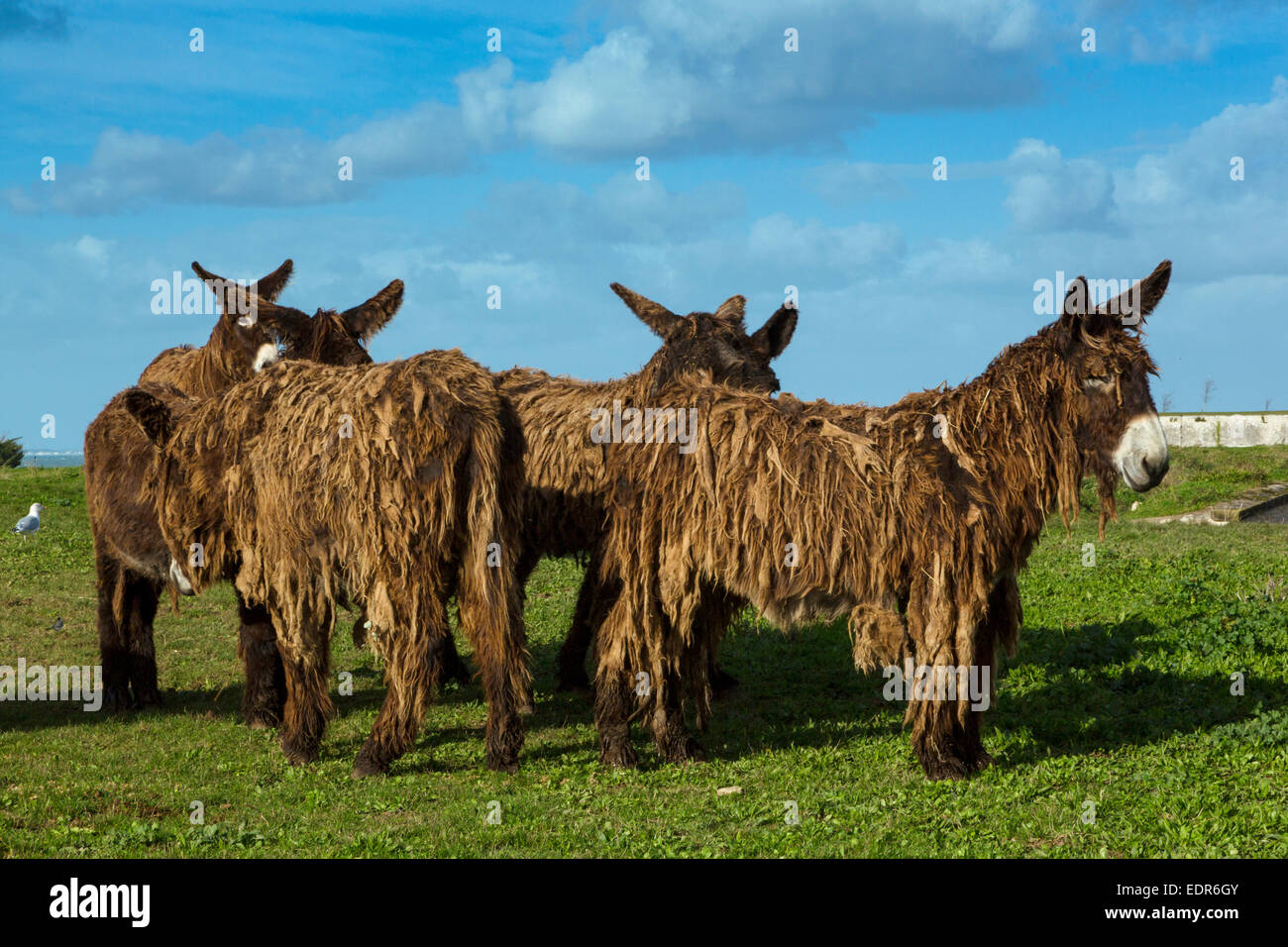 Poitou Donkeys High Resolution Stock Photography and Images - Alamy